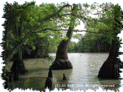 Bald Cypress swamp on Bayou deView