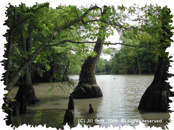 Bald Cypress swamp on Bayou deView