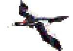 Ivory-billed woodpecker in flight