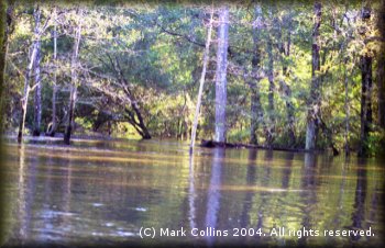 Village Creek in flood stage